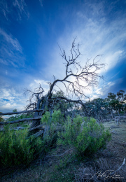 A_Drane_BushMedia_profileID-0071_BMDL6436