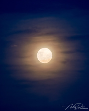 A_Drane_BushMedia_profileID-0088_0O9A5747