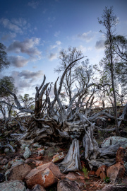 A_Drane_BushMedia_profileID-0105__L2A6704