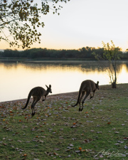 A_Drane_BushMedia_profileID-0148__L2A0135