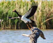 A_Drane_BushMedia_profileID-0185__L2A3422