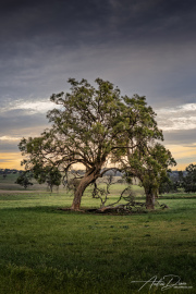 A_Drane_BushMedia_profileID-0195__L2A4149