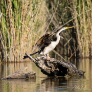 A_Drane_BushMedia_profileID-0196__L2A3483