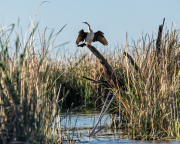 A_Drane_BushMedia_profileID-0198__L2A3739