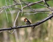 A_Drane_BushMedia_profileID-0200__L2A3312