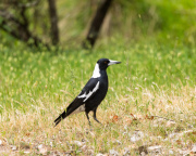 A_Drane_BushMedia_profileID-0201__L2A4233