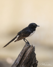 A_Drane_BushMedia_profileID-0202__L2A4487