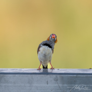 A_Drane_BushMedia_profileID-0203__L2A4668