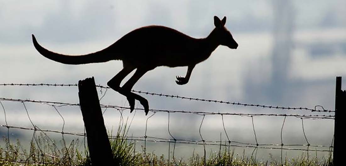 Kangaroo Management Taskforce BushMedia Digital & Design